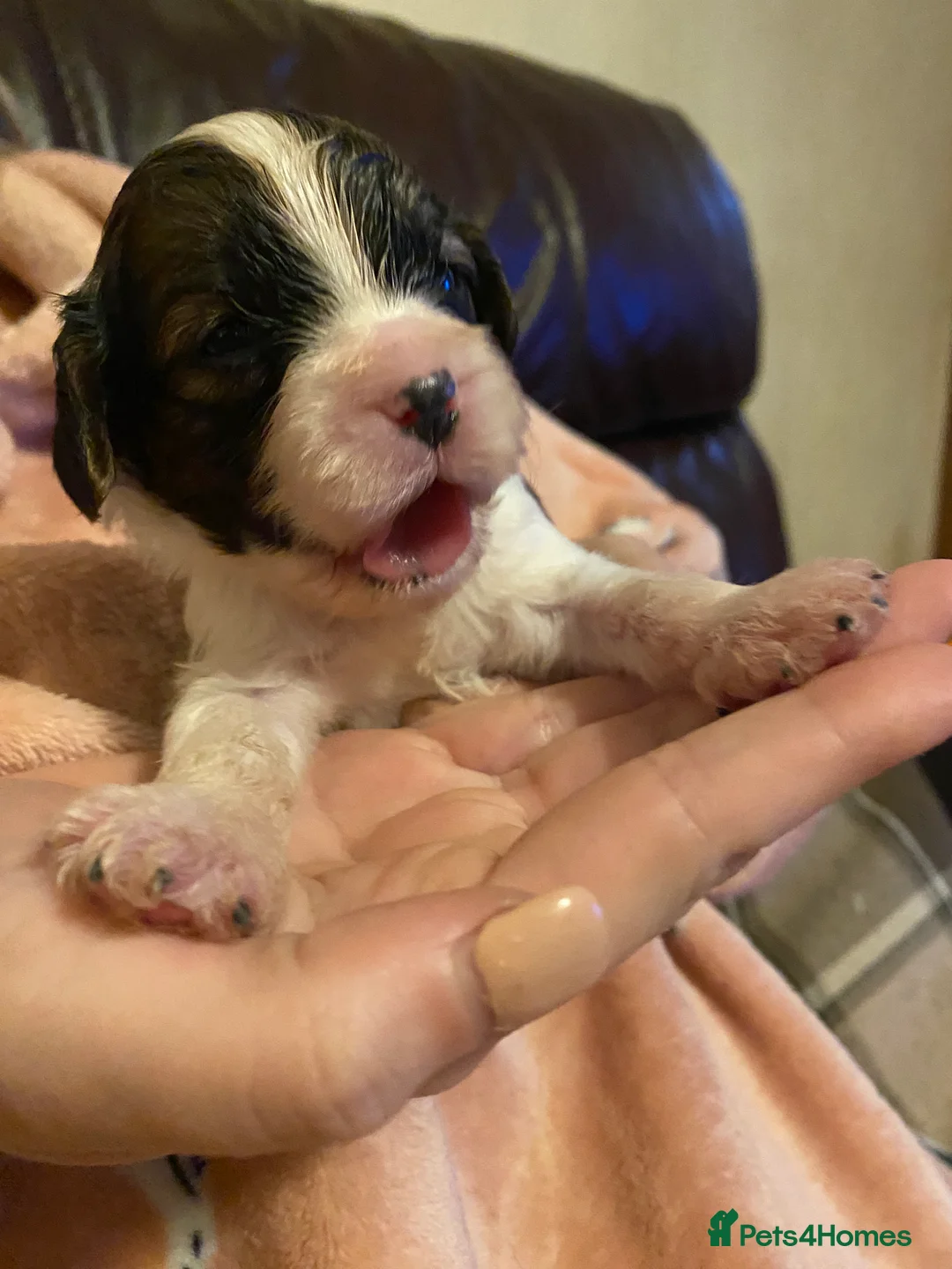 Toy Poodle dogs for stud: Stunning Sable Phantom Parti Toy Stud, DNA Tested in Market Drayton - Advert 13