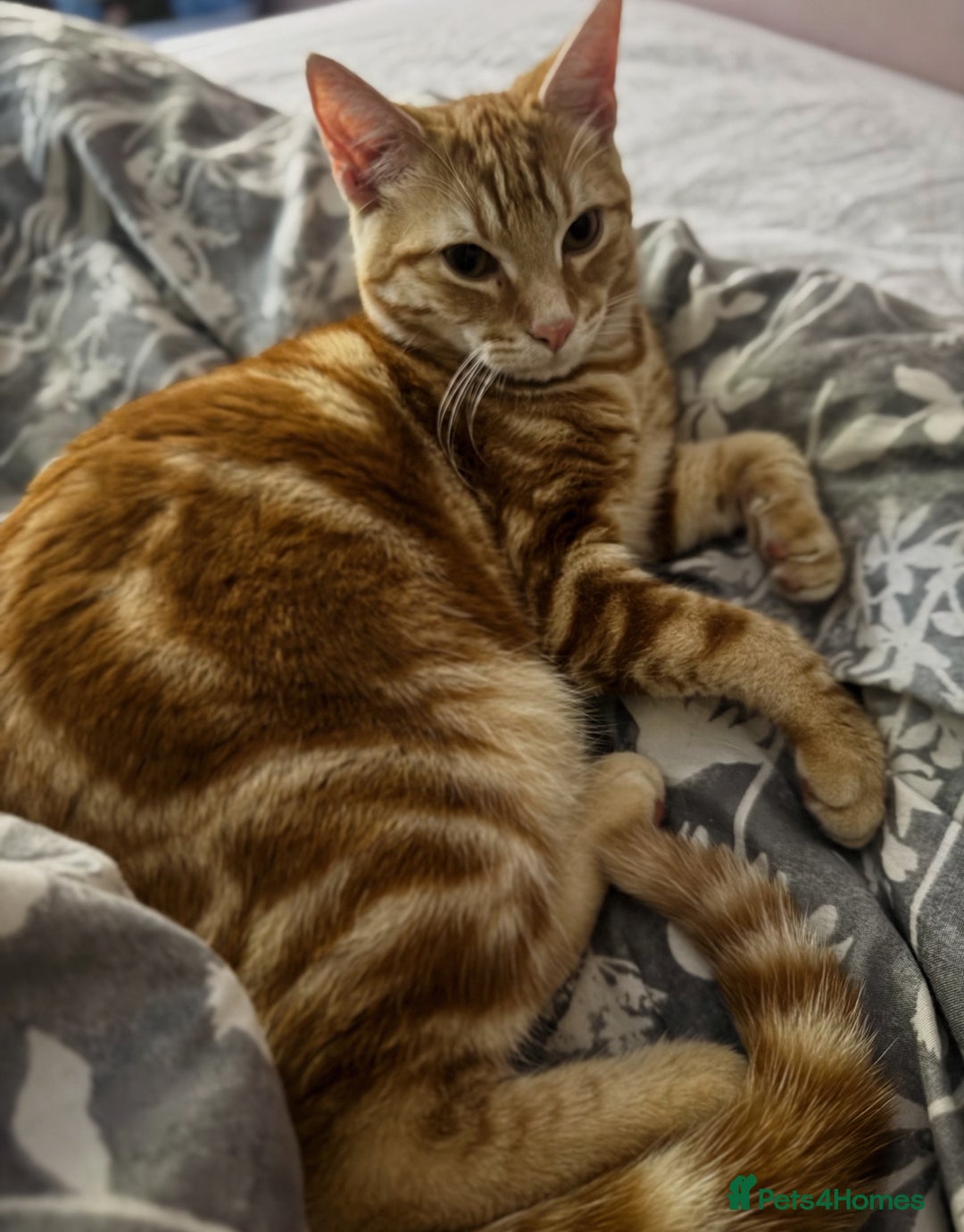 Mixed Breed cats for sale: Jasper  - Advert 2