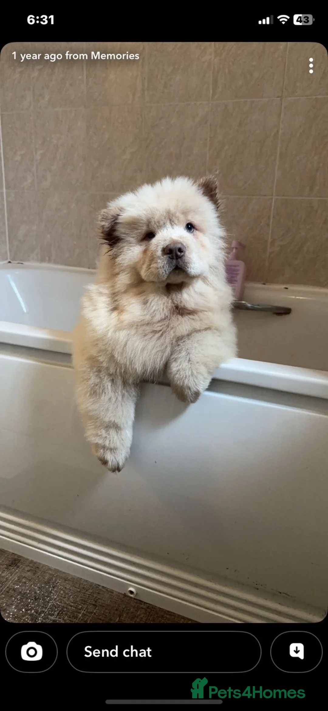 Chow Chow dogs for sale: Male chow chow for sale  in Plymouth - Advert 1
