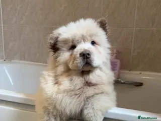 Chow Chow dogs Male chow chow for sale - Advert 4