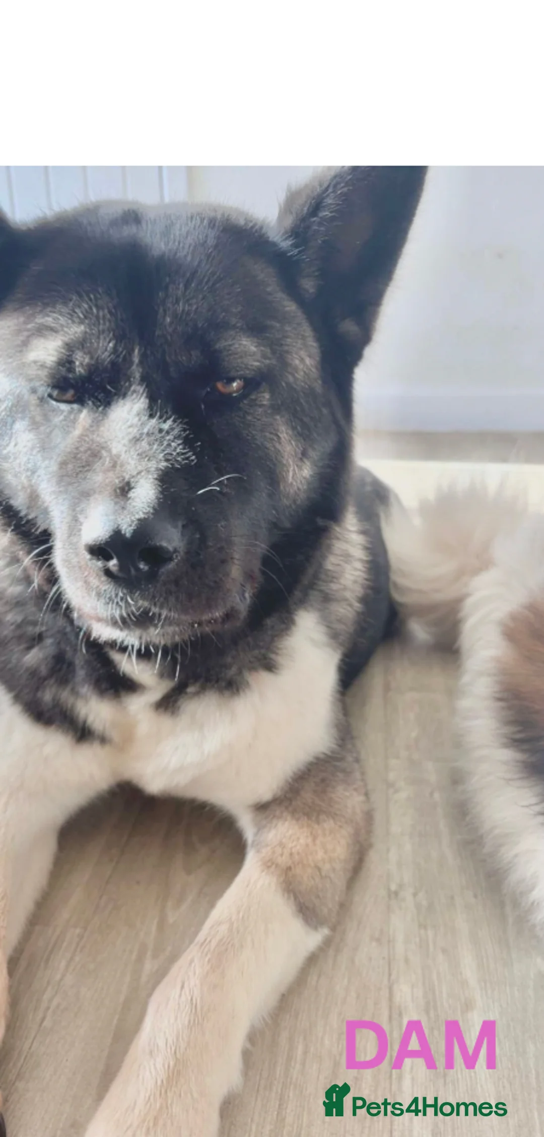 Akita dogs for sale: Quality Family Raised American Akita Puppies - Advert 4