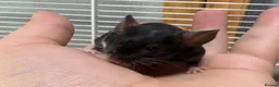 Mouse rodents for sale: Friendly baby black & white male with set up - Advert 9