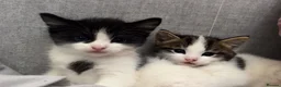 Mixed Breed cats for sale: Cute kittens  - Advert 4