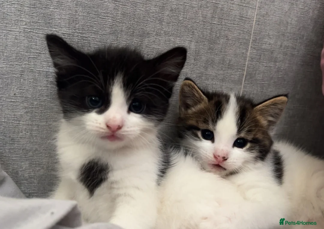 Mixed Breed cats for sale: Cute kittens  - Advert 4