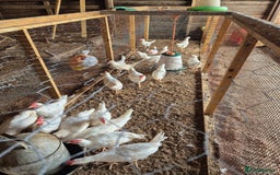 Chickens poultry for sale: Chickens for sale - Image 4