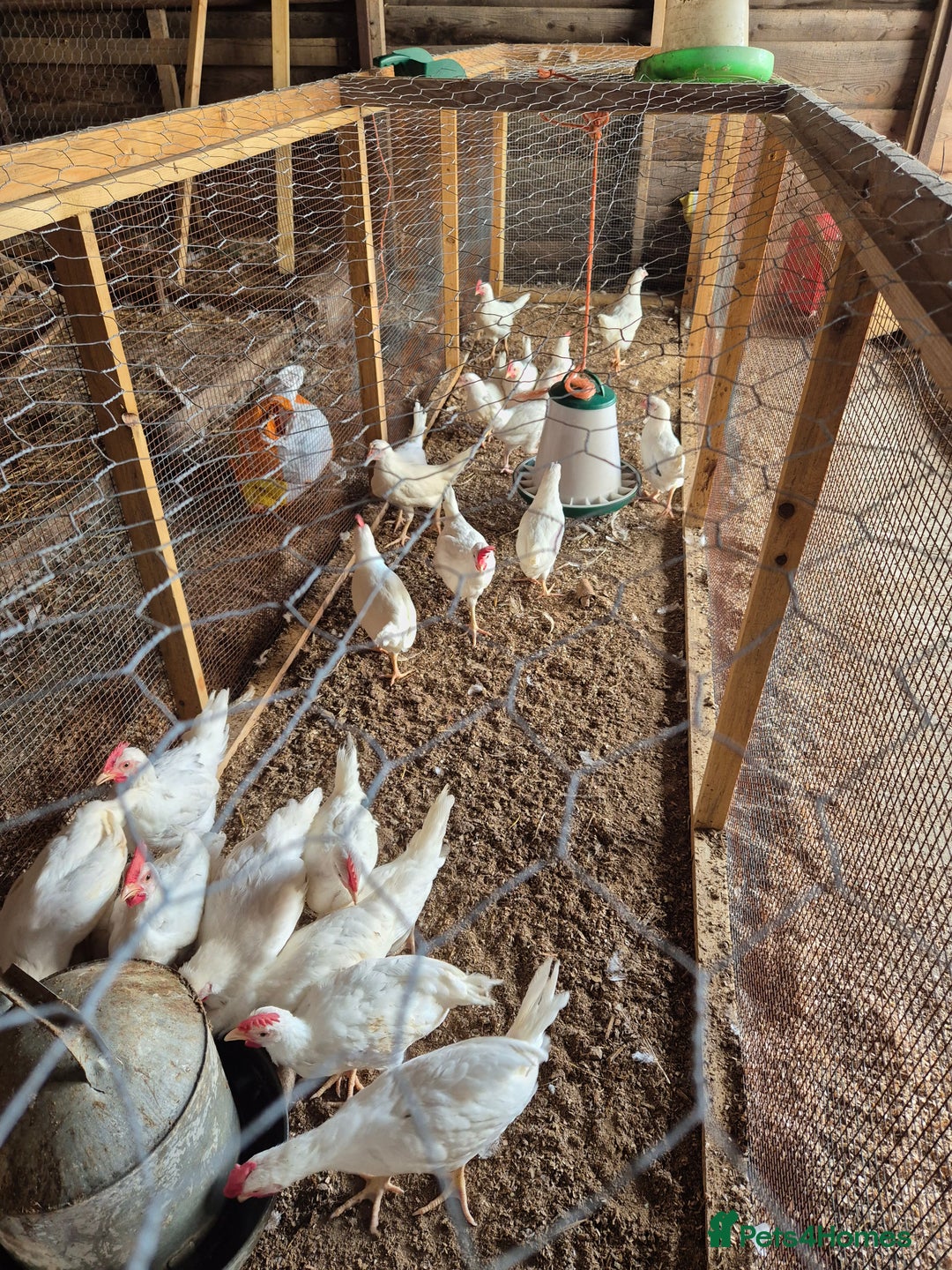 Chickens poultry for sale: Chickens for sale - Image 4