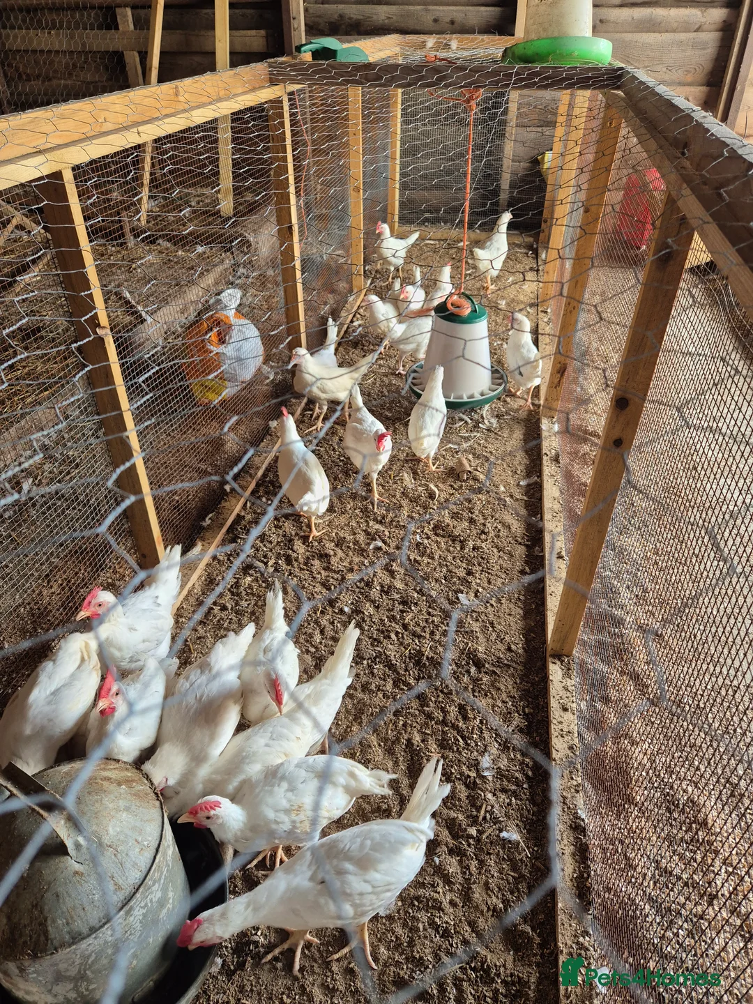 Chickens poultry for sale: Chickens for sale - Advert 4