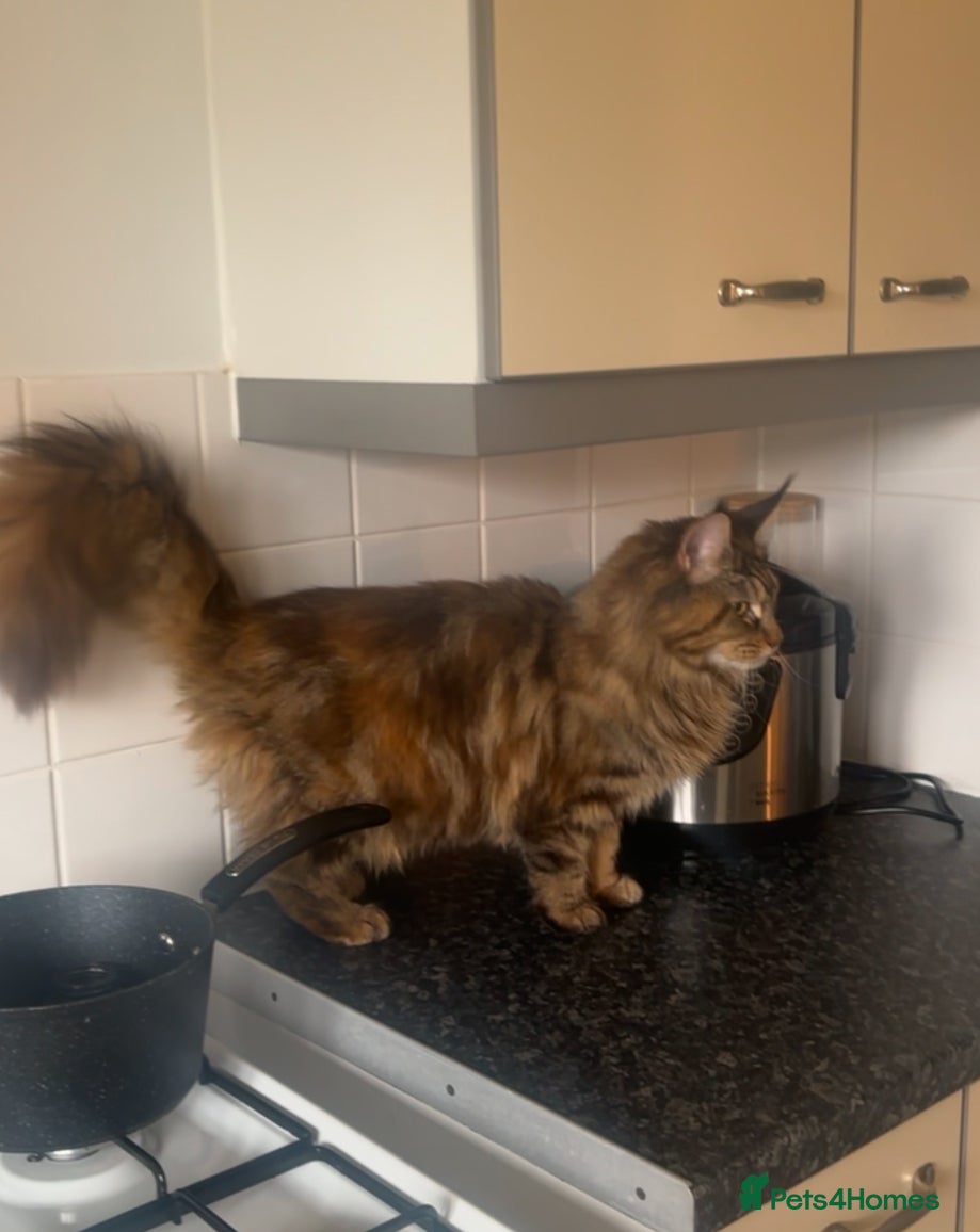 Maine Coon cats for sale: TICA Mainecoon Litter Due  - Advert 14