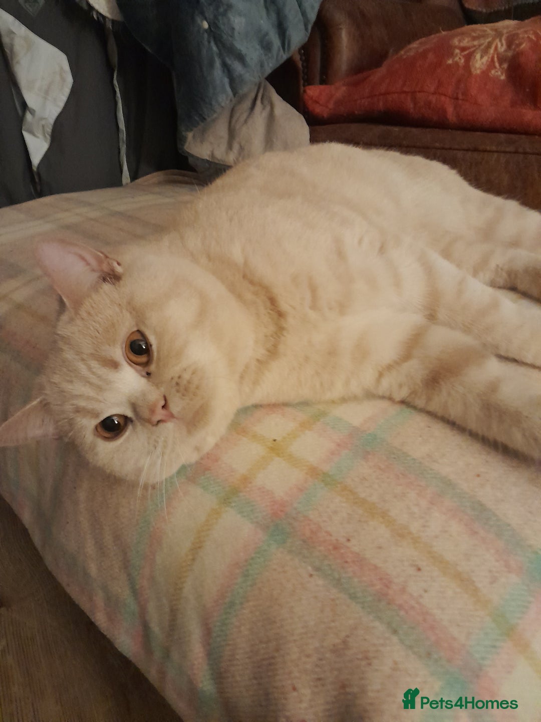 Brazilian Shorthair cats for sale: Beautiful pure bred British shorthair kitten  - Advert 5