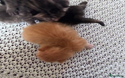 Norwegian Forest Cat cats for sale: Norwegian forest x bengal  - Image 4
