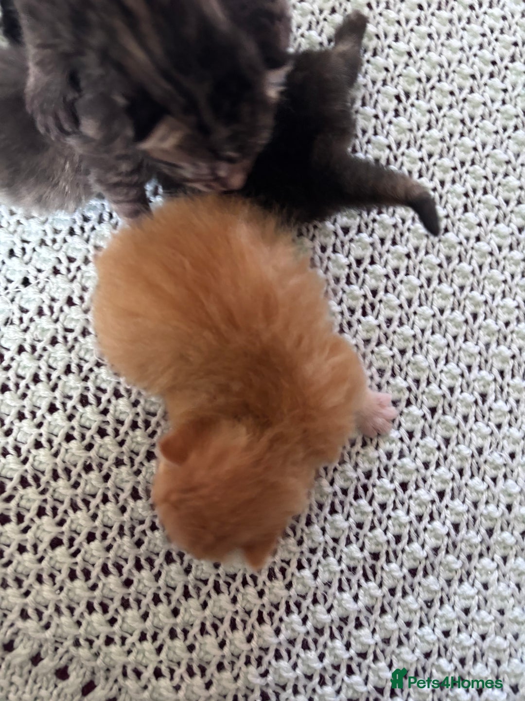 Norwegian Forest Cat cats for sale: Norwegian forest x bengal  - Image 4