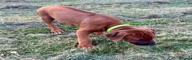 Rhodesian Ridgeback 1