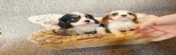 Cavalier King Charles Spaniel dogs for sale: Cavalier King Charles Puppys   - Advert 6