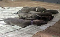 Mixed Breed dogs for sale: Blue staffy x classic bully Puppies 🐶 💙  - Image 1