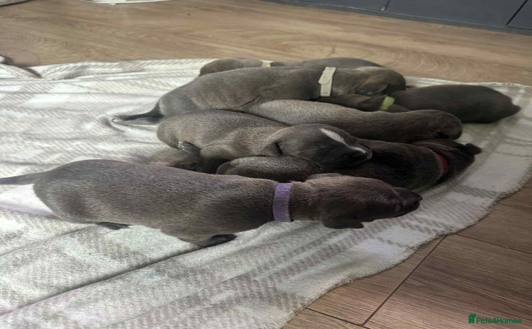 Mixed Breed dogs - Advert 1