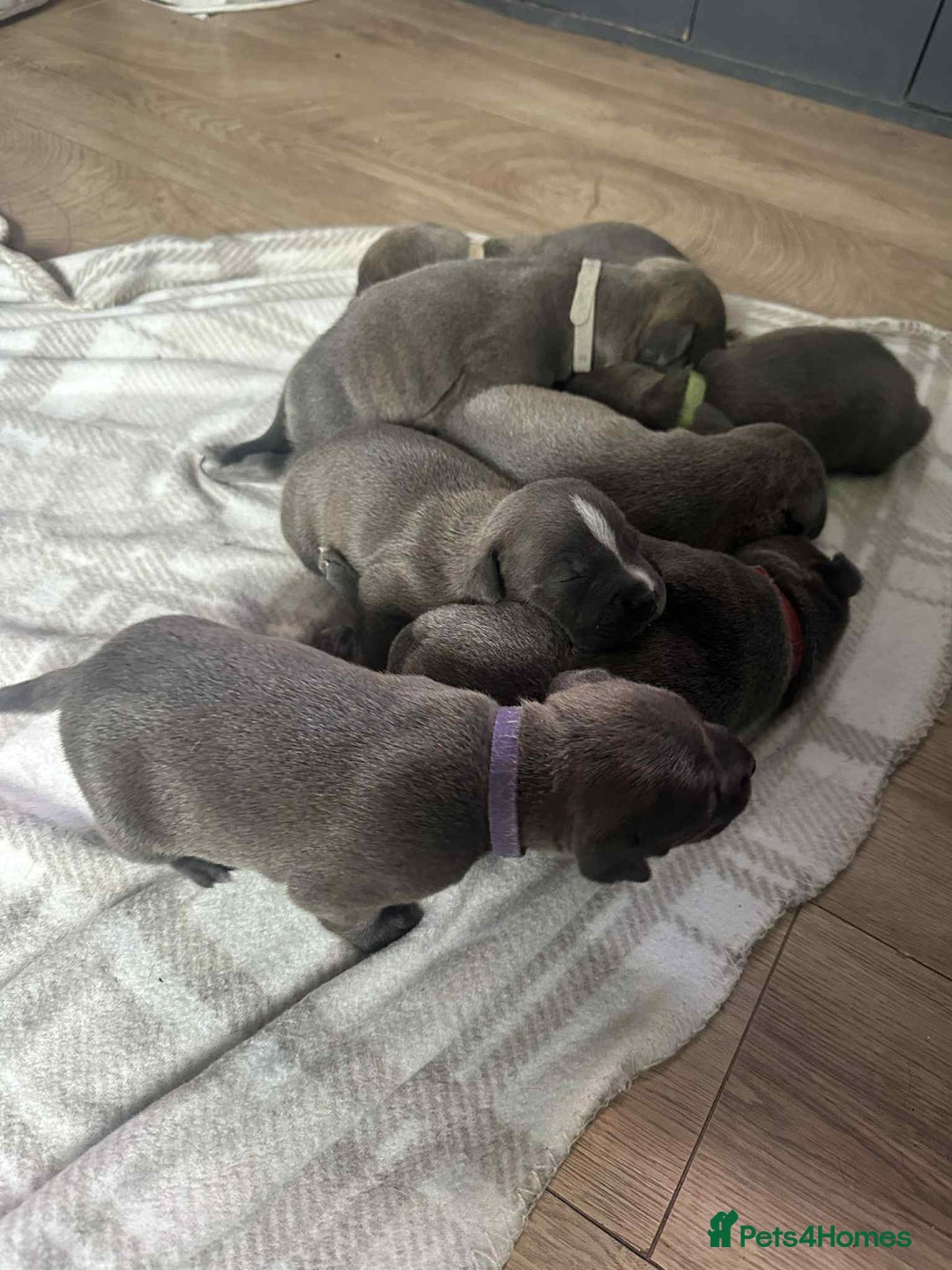 Mixed Breed dogs for sale: Blue staffy x classic bully Puppies 🐶 💙  - Image 1