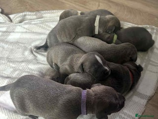 Mixed Breed dogs - Advert 11
