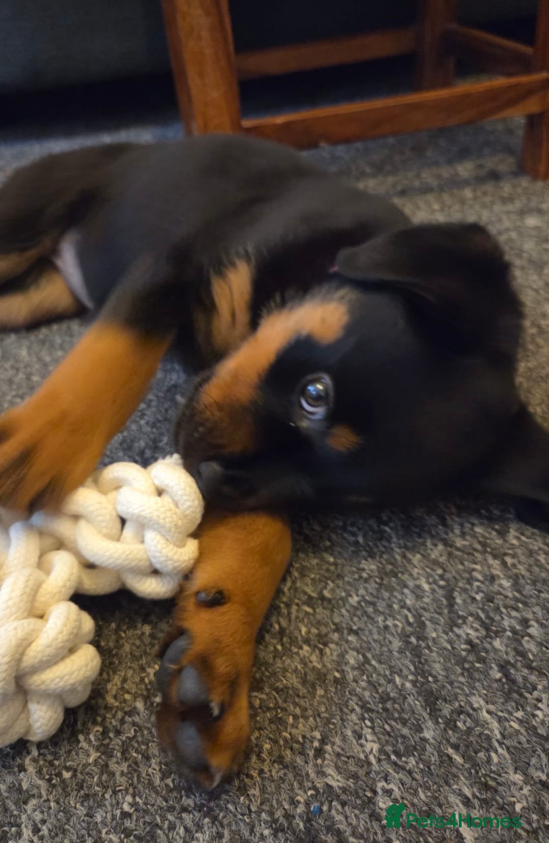 Mixed Breed dogs for sale: Boxweiller Puppy Female - Advert 3