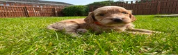 Cockapoo dogs for sale: Toy cockapoo puppies (golden) (tri) super cute - Advert 8