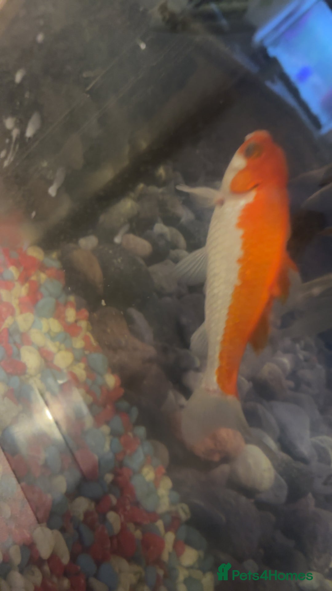 Fancy Goldfish fish for sale: Free to a good home  - Image 2