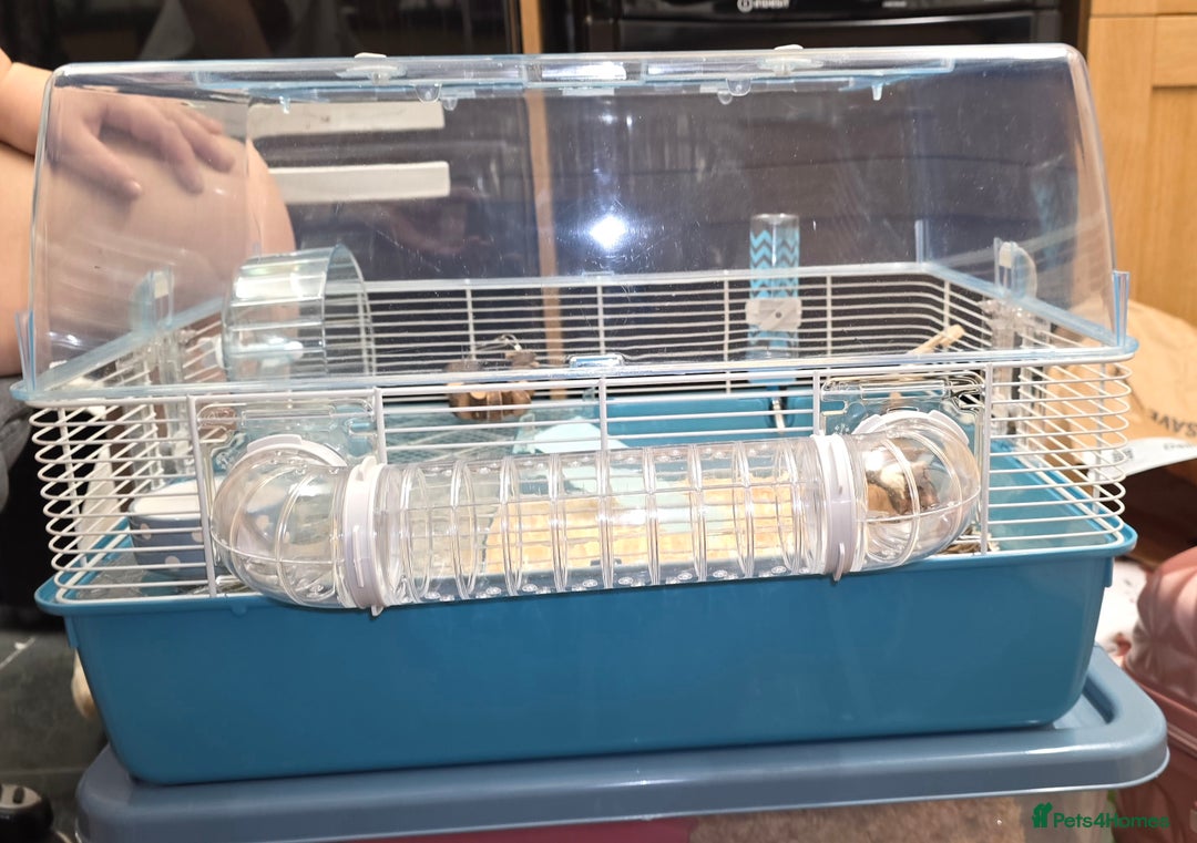 Hamster rodents for sale: Dwarf Hamster & Set Up - Advert 6