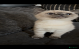 Nebelung cats for sale: Beautiful nebelung/ragdoll kittens  - Advert 8