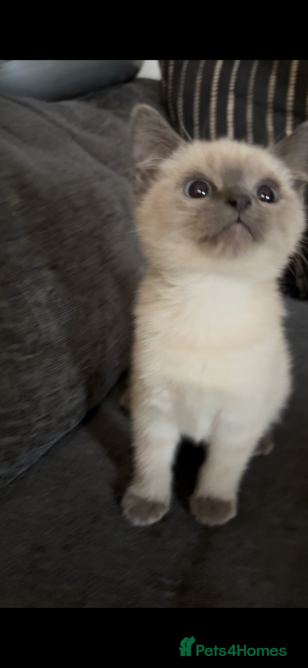 Nebelung cats for sale: Beautiful nebelung/ragdoll kittens  - Advert 8