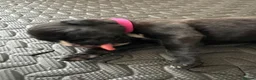 Boxer dogs for sale: KC Boxer Puppies  – 1 Week Old - Advert 21