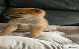 Japanese Shiba Inu dogs for sale: Gorgeous Shibas  - Image 18