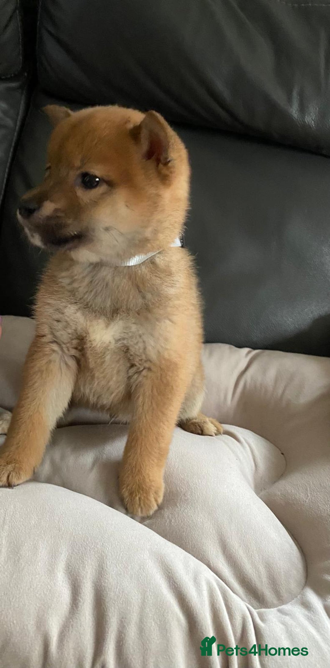 Japanese Shiba Inu dogs for sale: Gorgeous Shibas  - Image 18
