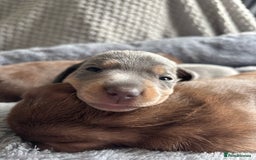 Miniature Dachshund dogs for sale: Miniature dachshund puppies - Image 4
