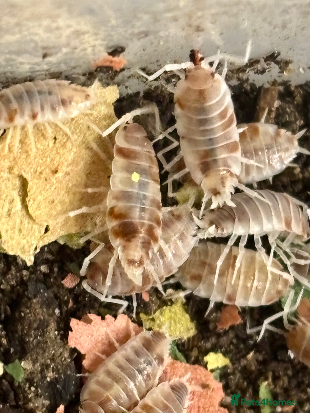 Isopods invertebrates for sale: Mixed types Isopods available Ridgeback Rollers  - Advert 2