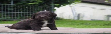Cocker Spaniel 7