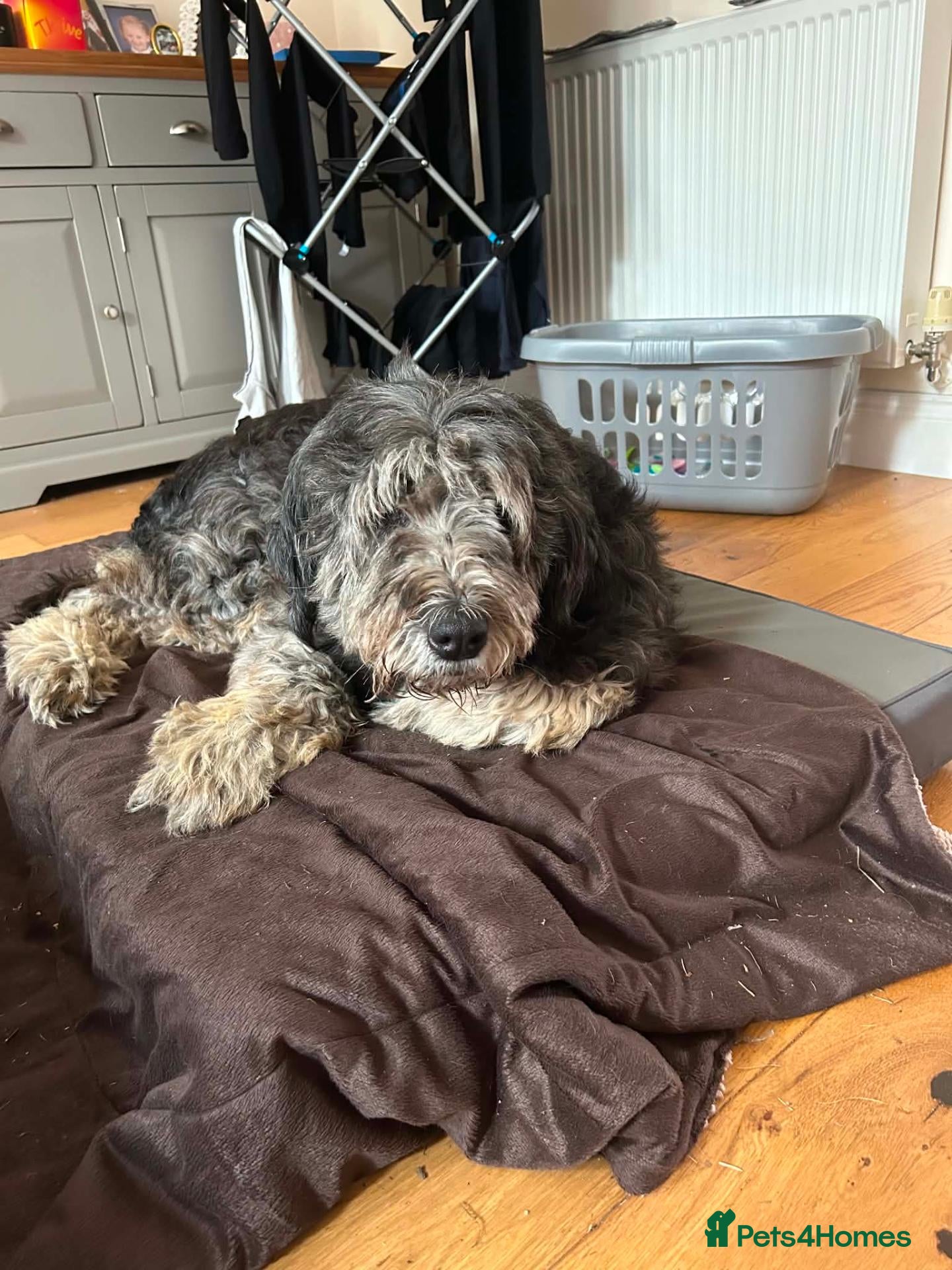 Mixed Breed dogs Via - Retirement Home Needed - Advert 2