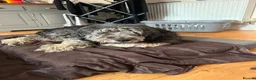 Mixed Breed dogs for adoption: Via - Retirement Home Needed in Colchester - Advert 1