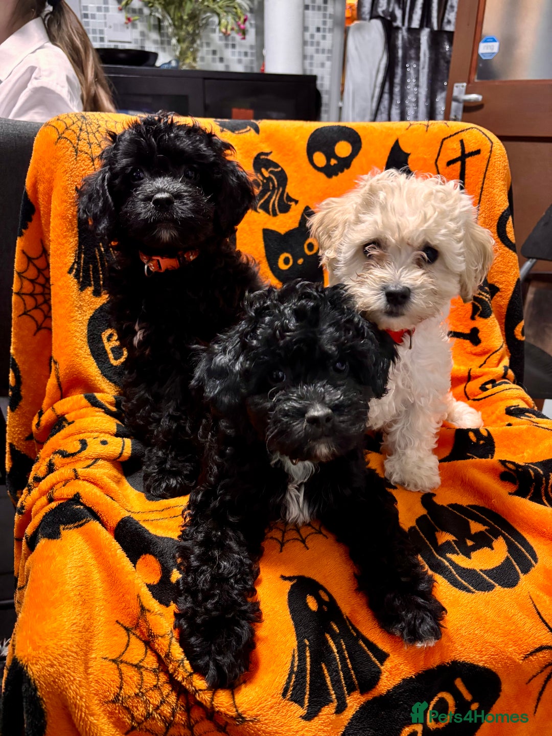Cockapoo dogs for sale: 3 fluffy miniature cockpoo puppy’s  - Image 1