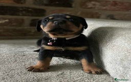 Rottweiler dogs for sale: Beautiful Rottweiler puppies  - Image 22