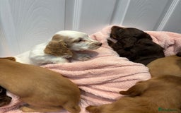 Cocker Spaniel dogs for sale: Cocker spaniel puppies  - Image 8