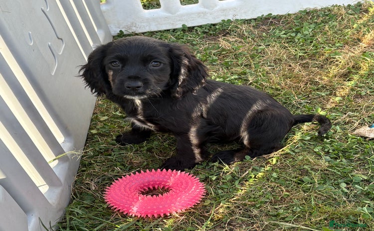 Cocker Spaniel dogs - Advert 1