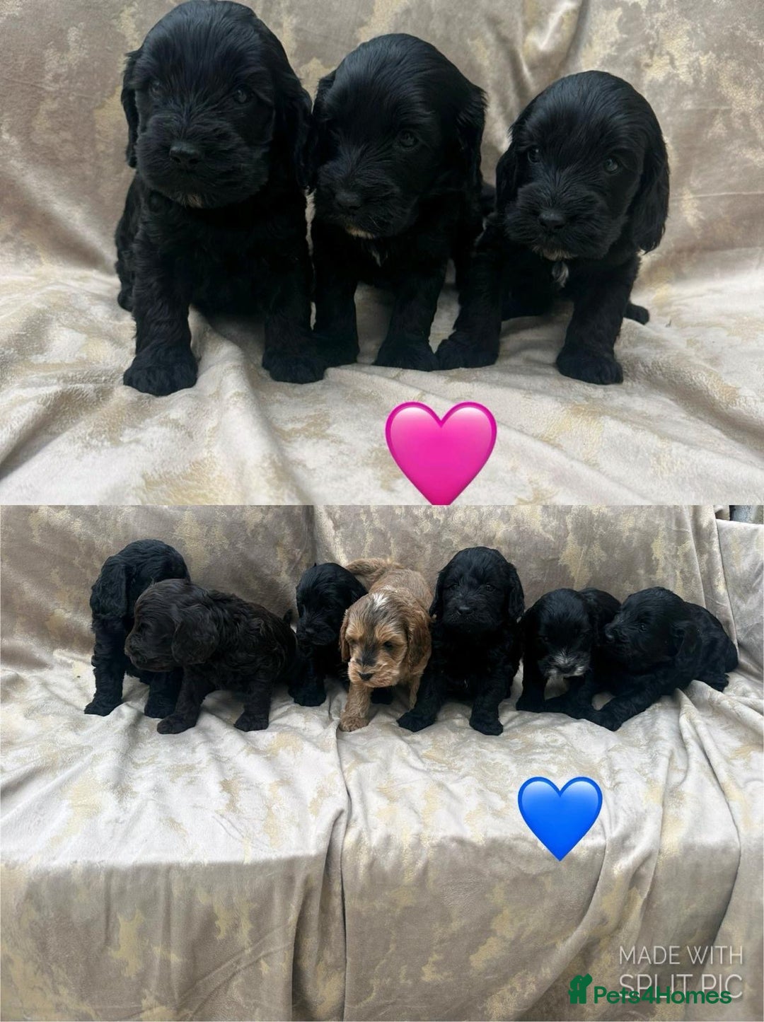 Cockapoo dogs for sale: Cockapoo puppies for sale  - Image 1