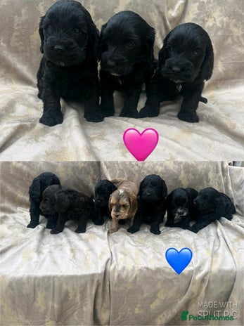 Cockapoo dogs - Advert 11