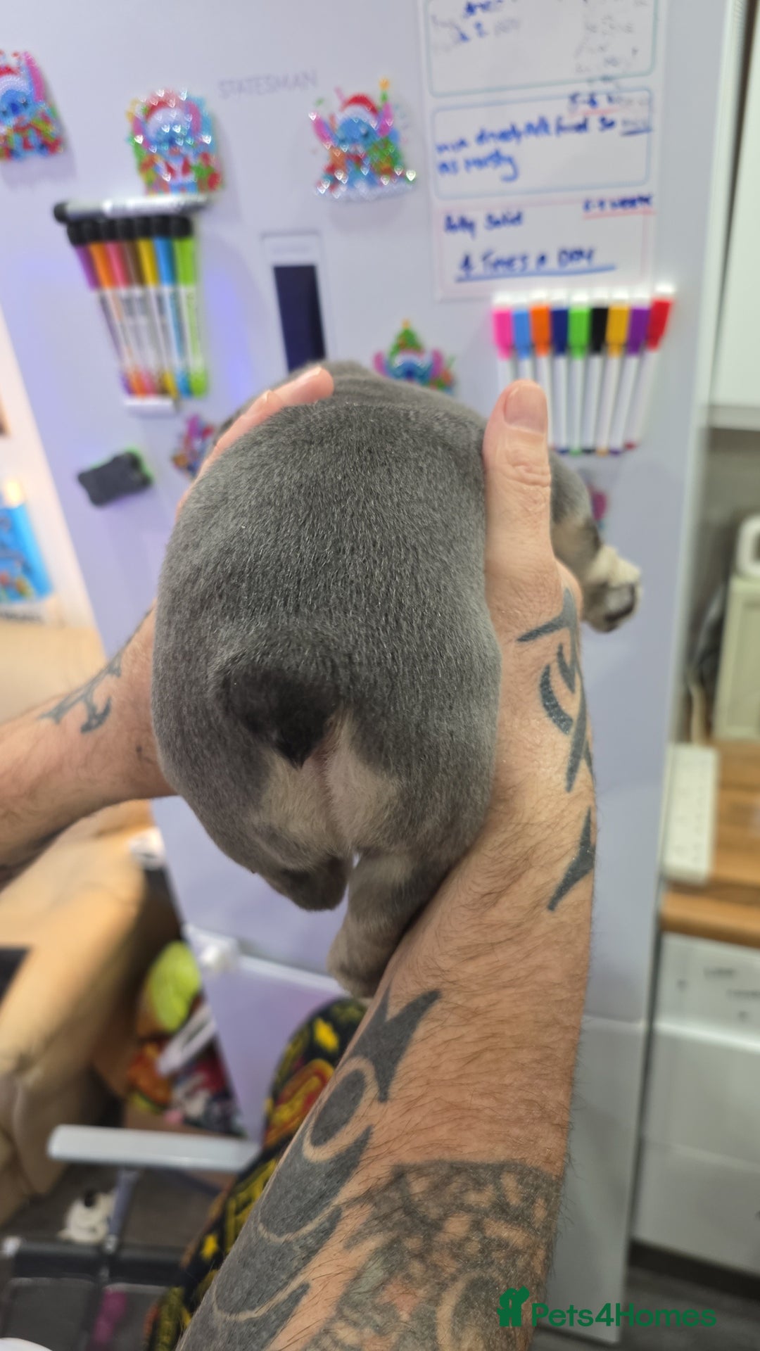 French Bulldog dogs for sale: Chunky French bulldog - Advert 3