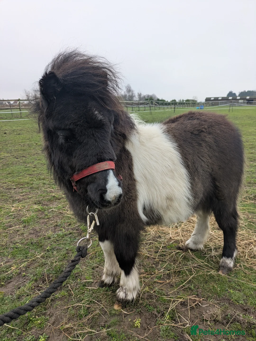 Shetland pony horses for sale: Stunning Minature Shetlands DEPOSIT SECURED  - Advert 2