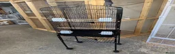 Lovebirds birds for sale: 2 young lutino opaline love bird chicks  - Advert 4