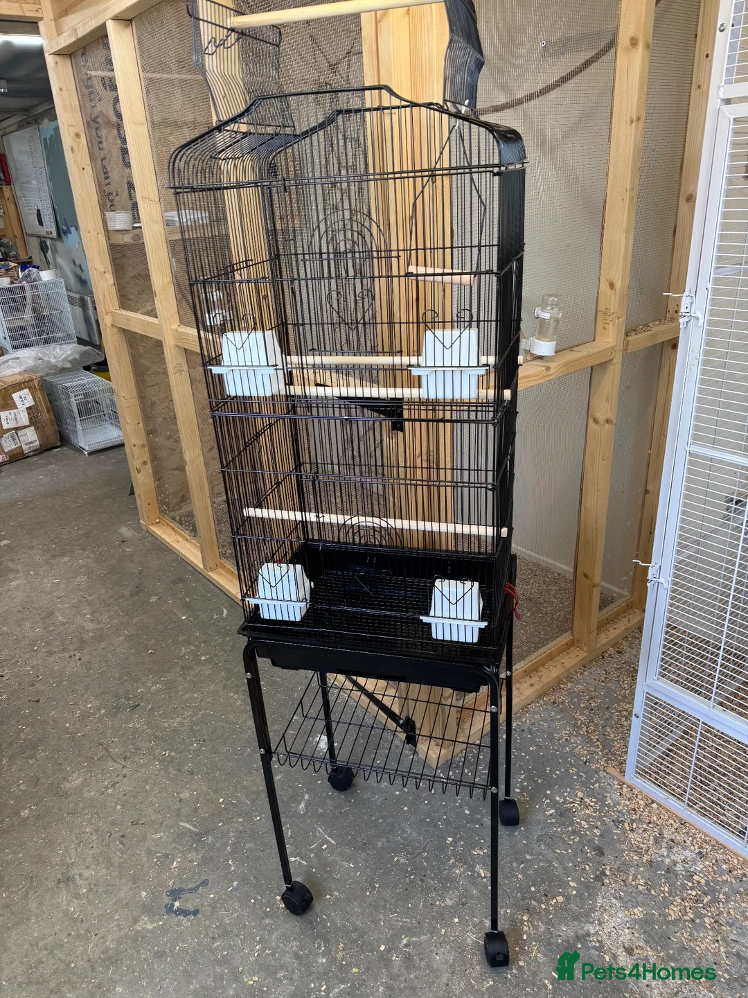 Lovebirds birds for sale: 2 young lutino opaline love bird chicks  - Advert 4