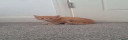 Mixed Breed cats for sale: 5 lovely kittens, colico mother  - Advert 7