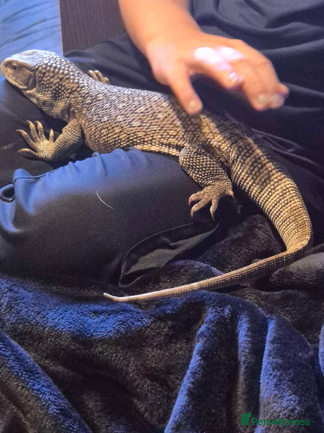 Monitor reptiles for sale: Bosc/savannah monitor for sale - Image 4