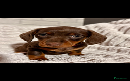 Dachshund dogs for sale: Litter of 5 beautiful dachshund pups for sale. - Image 2