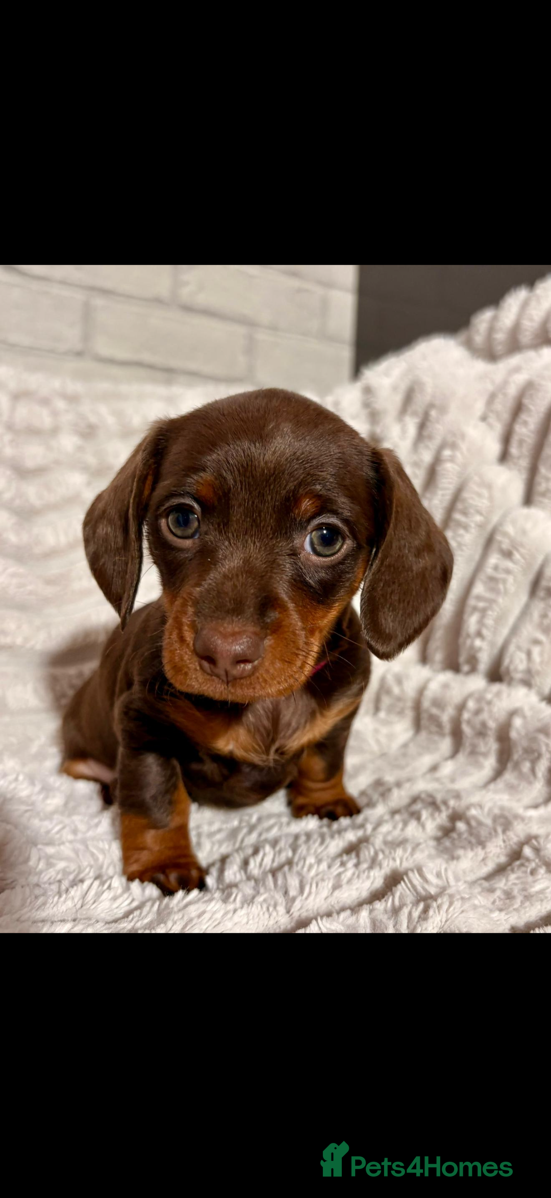Dachshund dogs for sale: Litter of 5 beautiful dachshund pups for sale. - Image 2