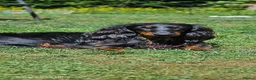 Miniature Dachshund dogs for stud: Miniature Dachshund  - Advert 9